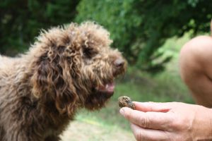 Dordogne - Trueffelzüchter mit jungem Hund