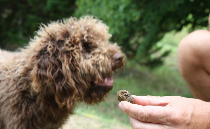 Dordogne - Trueffelzüchter mit jungem Hund