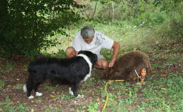 Dordogne - Trueffelzüchter mit Hunden