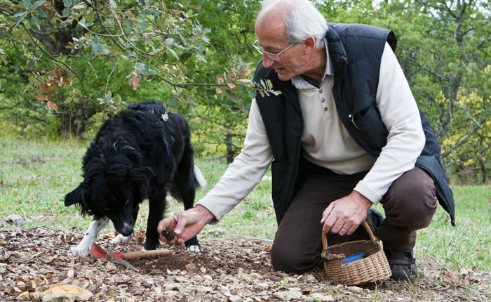 Dordogne - Trueffelzüchter mit Hund