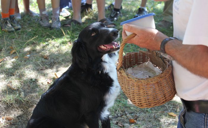 Dordogne - Trueffelzüchter mit Hundin